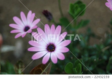紫花 紫花 22432159