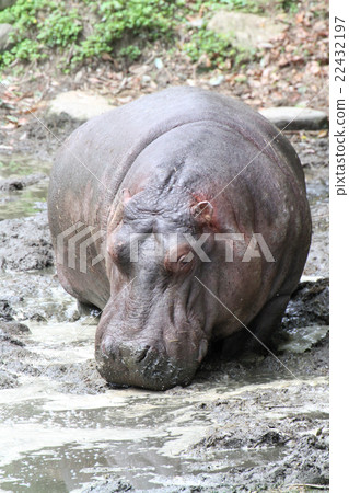 Hippopotamus 22432197
