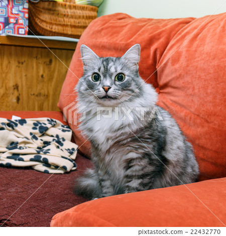 portrait of a norwegian cat portrait of a norwegian cat 22432770