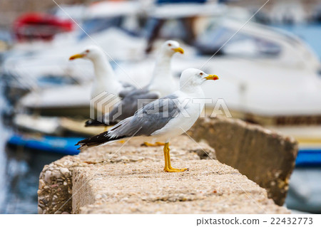 seagull, close up seagull, close up 22432773