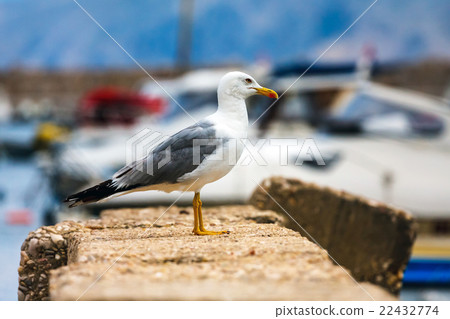 seagull, close up seagull, close up 22432774