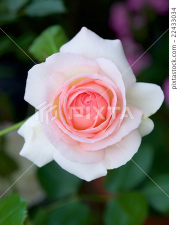 Pierre de Ronsar 22433034