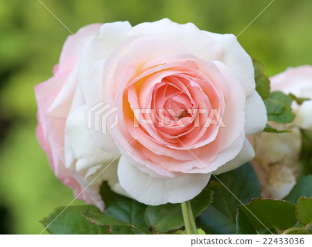 Pierre de Ronsar Pierre de Ronsar 22433036