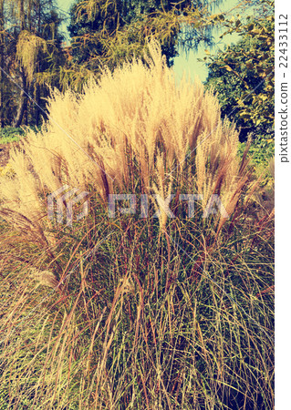 clump of high grass 22433112