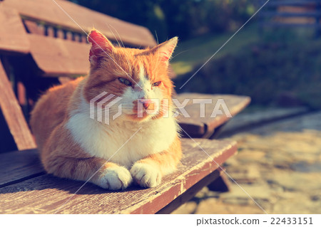 Ginger cat lying on a bench 22433151