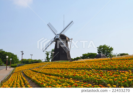 The windmill's hill where marigold is in full bloom 22433270