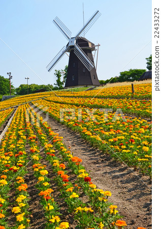 The windmill's hill where marigold is in full bloom 22433272