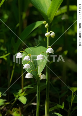 Vinallan Nara Mukubuchi從3邊 22433504