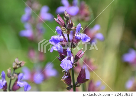 Common Sage Common Sage 22433638