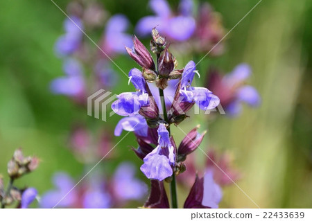 Common Sage Common Sage 22433639
