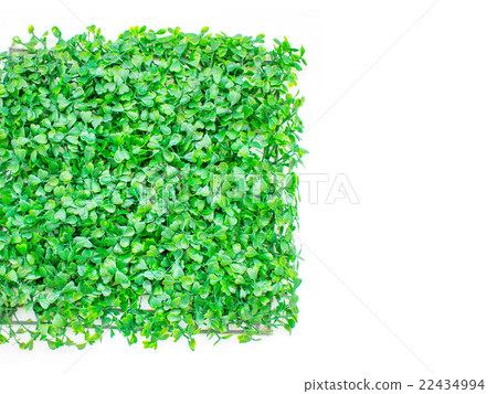 isolated artificial grass, green grass. natural isolated artificial grass, green grass. natural 22434994