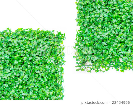 isolated artificial grass, green grass. natural isolated artificial grass, green grass. natural 22434996