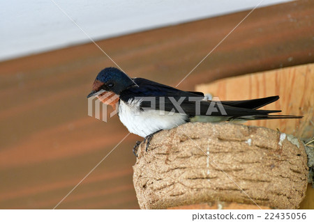 在屋簷下吞嚥 在屋簷下吞嚥 22435056