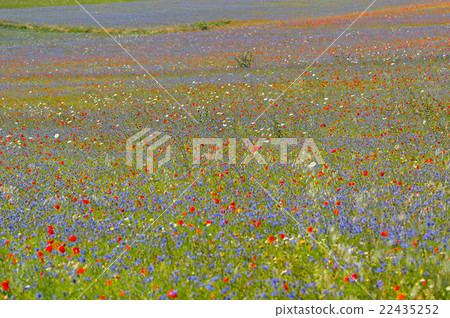 Castelluccio. Perugia, Umbria, Italy Castelluccio. Perugia, Umbria, Italy 22435252