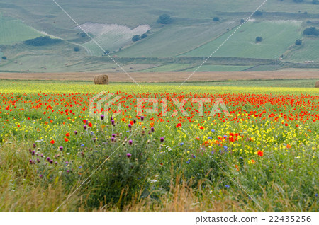 Castelluccio. Perugia, Umbria, Italy Castelluccio. Perugia, Umbria, Italy 22435256
