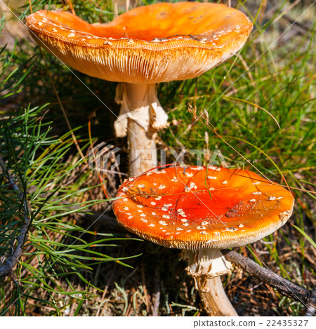 lose-up of toadstools in a forest 22435327
