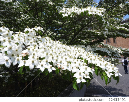 "Yamabashi" in full bloom in front of the Kyoto City Art Museum "Yamabashi" in full bloom in front of the Kyoto City Art Museum 22435491
