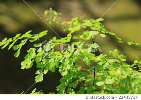 亞洲譚 亞洲譚 22435717