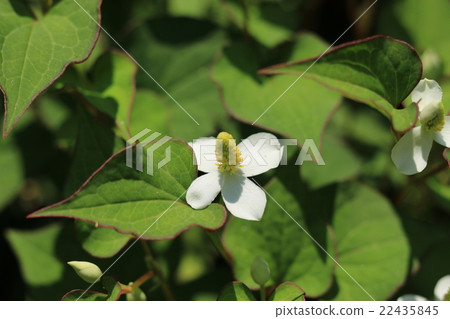 Hokkaido Hokkaido 22435845