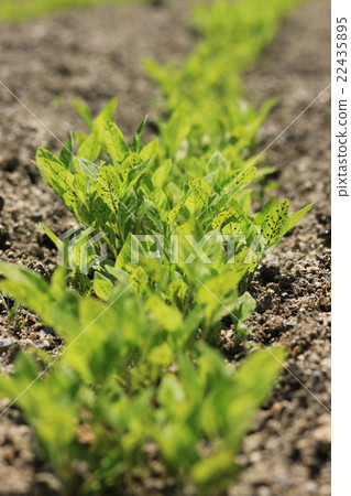 Indigo field Indigo field 22435895