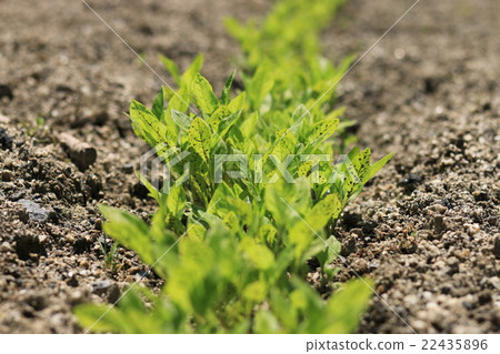 Indigo field Indigo field 22435896