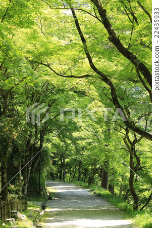 Kaori Arashi in early summer 22435933