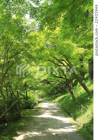 Kaori Arashi in early summer 22435944