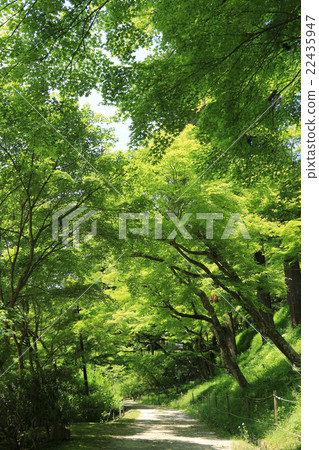 Kaori Arashi in early summer 22435947