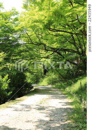Kaori Arashi in early summer 22435949