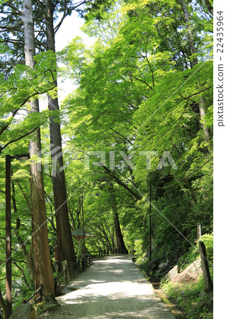 Kaori Arashi in early summer 22435964