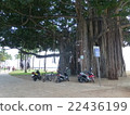 Banyan 2 22436199