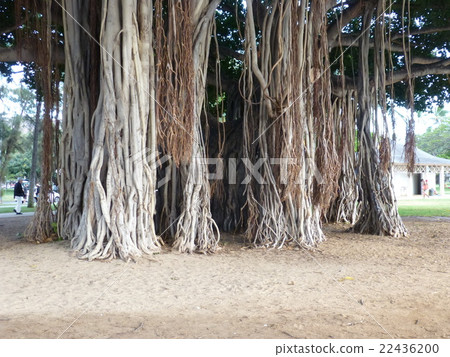 Banyan 3 22436200