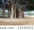 Banyan 4 22436201