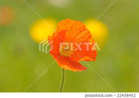 冰島罌粟 冰島罌粟 22436452