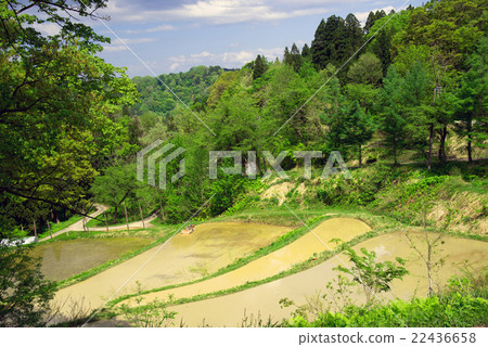Rice terrace of Matsushiro 22436658