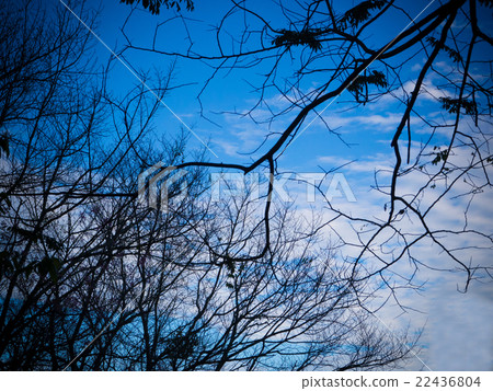 Tree branches against blue sky Tree branches against blue sky 22436804