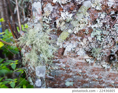 Green lichen on tree trunk Green lichen on tree trunk 22436805