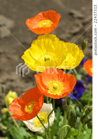 冰島罌粟 冰島罌粟 22437315