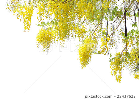 golden shower flower 22437622