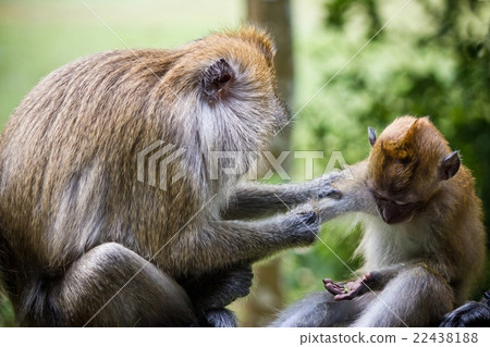 Real Mother monkey and baby monkey Real Mother monkey and baby monkey 22438188