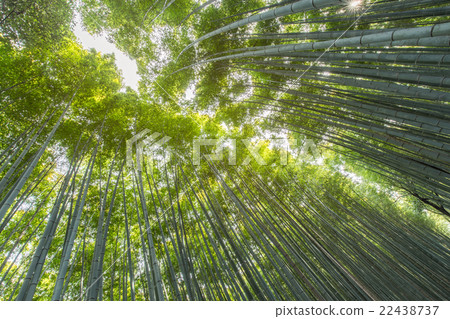 Bamboo Forest in Japan, Arashiyama, Kyoto 22438737