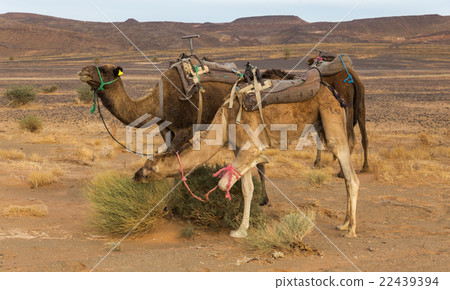 Camels eating the grass in Sahara desert, Morocco 22439394