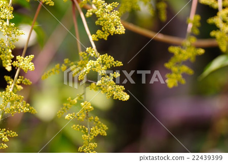 Yama urushi的芽 22439399