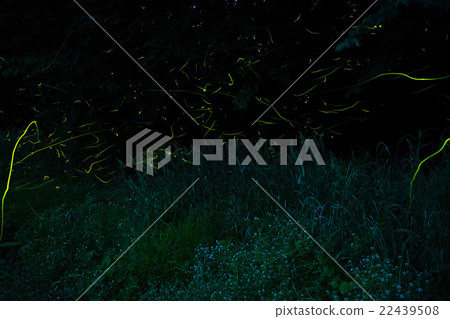 螢火蟲宴會 22439508