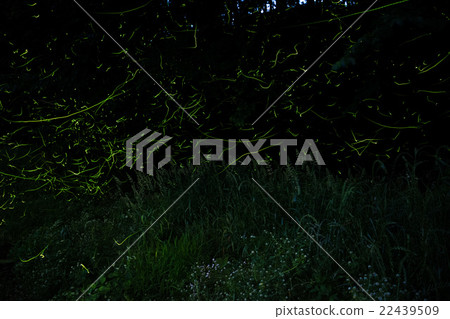 螢火蟲宴會 22439509