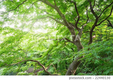 日本楓樹，夏天東京 22440130