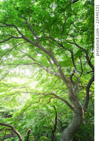 日本楓樹，夏天東京 22440131