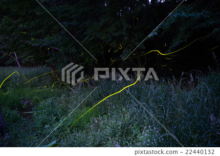 螢火蟲宴會 22440132