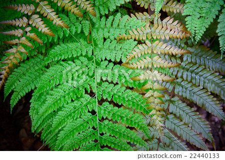 蕨類植物，顏色變化 22440133