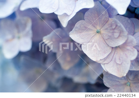 繡球花圖像的圖片 22440134